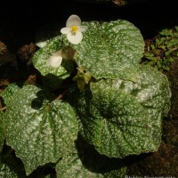 Begonia tenera Dryand.